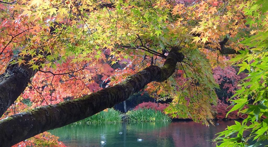 Hotel Cypress Karuizawa Eksteriør bilde