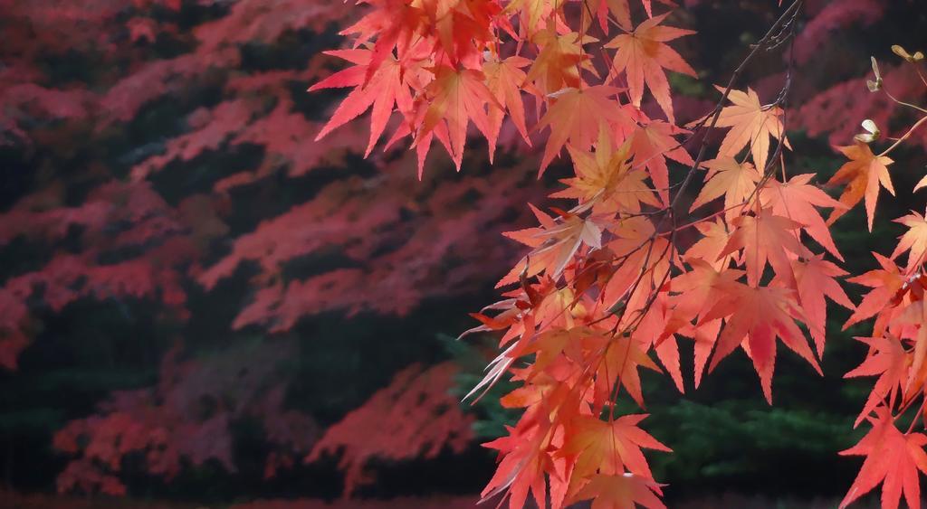 Hotel Cypress Karuizawa Eksteriør bilde